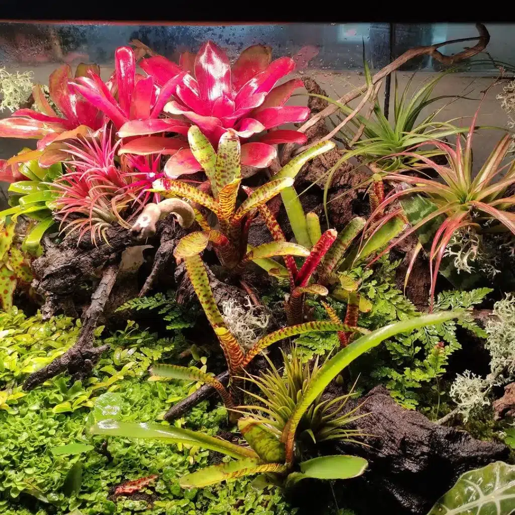 Paludario con bromelias y plantas tropicales
